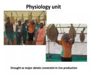 drought as major abiotic constraint in rice production 1 2048.jpg from navneet kaur h