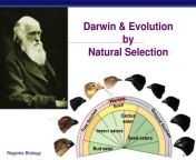 darwin evolution by natural selection l.jpg from rhlp slides 12 andee darwin aussie amateur adelaide sex fuck tapes and actor surya xxxংলাদেশ ঢাকা বিশ্ব বিদ