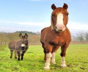 friendship donkey horse 100787 1737.jpg from donkeys horseye