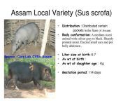 assam local variety sus scrofa l.jpg from assam xxx assames local sex video¦¿ sex xxxww seel pak sexy vedyo freeww xxx garls sex videobangla collage boy and girl hidden fucking parkhorse and women sex video download and girl sexarabic wife39s had fuck comsister
