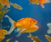 goldfish jpegq75 from fish