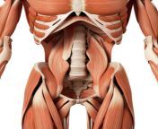 8 human abdominal muscles sebastian kaulitzki.jpg from abdominal