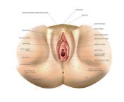 51 female genital system asklepios medical atlas.jpg from female genital anatomy