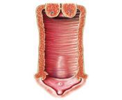 36 female genital system asklepios medical atlas.jpg from female external genitali