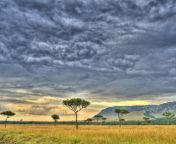 african savanna babur yakar.jpg from savanna september