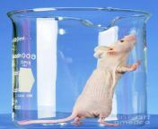 nude laboratory mouse leidos biomedical researchnational cancer institutescience photo library.jpg from jpg4 nude mouse