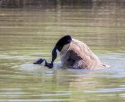 canada geese mating ritual the mating game susan rissi tregoning.jpg from goose maiting
