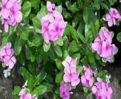 how to grow sadabahar plant.jpg from कटरा के फूल