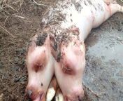 mutant calf with pig body 1 16352993564x3.jpg from गौ माता सुअर के बच्चे को अपना दूध पिला रही