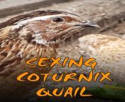 sexing quail.jpg from quiel sex
