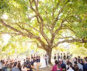 wedding ceremony under tree in napa valley from sss xcx www