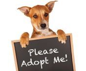 dog please adopt me fb.jpg from adopt