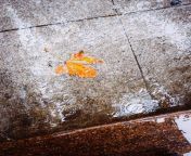 free photo of autumn leaf in puddle on the sidewalk jpegautocompresscstinysrgbdpr1w500 from 谷歌蜘蛛池🍁（电报e10838）google留痕 iph