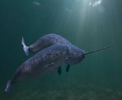 narwhal couple two monodon monoceros swimming together in the ocea dreamstime xxl 189933808 1 jpgautocompressformatw1200 from poja narwal
