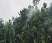 two brother lost in amazon rainforest jungle survived on rainwater for 4 weeks 1647803289.jpg from www xxx panda Ø³ÙƒØ³ Ù†ÙŠÙƒ Ø¨Ù†Ø§Øª Ø³ÙˆØ¯Ø§Ù†ÙŠ Ø¬Ø¯ÙŠØ¯amazon jungle sex 3gp xxx bangla com bdideo desi bangla wife 3gpkingbest com bil