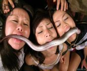untitled 1.jpg from porn snake eel fish sex sex