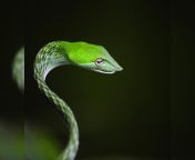 snakes evolved on land 128 million years ago.jpg from www only snakes singh xxx