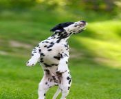 adorable dalmatian dog outdoors summer 407837 552.jpg from adorable dalmatian outdoors royalty free image 486407534 1560958706 jpgcrop0 670xw1 00xh0 0622xw0resize480