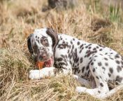 2 month happy dalmatian puppy eating carrot outdoors portrait cute dalmatian dog with brown spots smiling purebred dalmatian pet from 101 dalmatian movie lies sunny day meadow 85672 2365.jpg from adorable dalmatian outdoors royalty free image 486407534 1560958706 jpgcrop0 670xw1 00xh0 0622xw0resize480