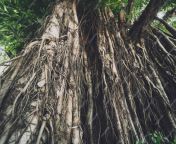 roots banyan tree thailand39s forests 179755 18613 jpgw2000 from thailand39s