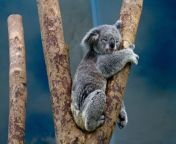 830x532 koalas australie victimes veritable hecatombe.jpg from koal apuna gay