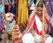 7 kasus pernikahan manusia dan hewan dengan anjing bahkan kodok dzbgdm3niy.jpg from perkawinan manusia dan hewan