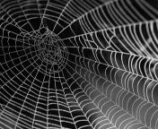 spider web with water beads 921039 1280.jpg from web