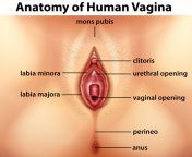 vagina anatomy.jpg from dys pussy function