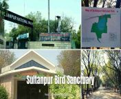 sultanpur bird sanctuary webp from sultanpur randi