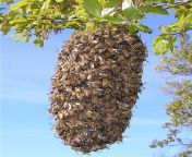 بچه طبیعی زنبور عسل.jpg from نیش زنبور در کلیتوریس