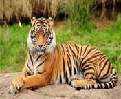 royal bengal tiger desibantu.jpg from indian desi dudhwa