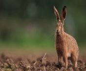 wild hare 1.jpg from xxx hares mp4 anmal com