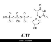 thymidine triphosphate ttp nucleotide molecule dna building block skeletal formula 2hfhn0m.jpg from Ã‚Â» ttp