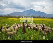 march 18 2023 srinagar jammu and kashmir india kashmiri shepherds grazing their sheep alongside a mustard field in full bloom during spring season on the outskirts of srinagar the spring season in kashmir is a period of two long months starting from mid march and ends in mid may according to the directorate of agriculture of the state government of jammu and kashmir the kashmir valley comprising six districts has an estimated area of 65 thousand hectares of paddy land under mustard cultivation which is about 40 per cent of the total area under paddy credit image faisal bashirsop 2pgk894.jpg from kashmir six videos xxx