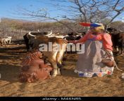 namibia kaokoveld near opuwo himba tribe woman milking cow right woman m46nr5.jpg from himba tribe woman nude milk pussy pornrani chatar