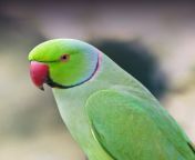 indian ring necked parakeet.jpg from desi love bird