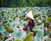 a young woman harvests lotus flowers in early morning at west lake hanoi vietnam asia gettyimages 166128513 rfc jpgautoformatw1920h640fitcropcropfacesedgesq75 from village women xvideo in field fucked open salwaran sare