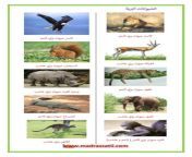 الحيوانات البرية العاشبة و اللاحمة صور madrassatii com 001.jpg from سكس رجال مع جميع الحيوانات