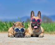 dogs in sunglasses.jpg from dogs xnx