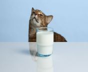 can cats drink milk.jpg from cat milk