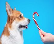 can dogs have peppermint.jpg from an xigsqwyi