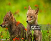 cute coyote pups playing in wildflowers jpgs612x612wgik20ctxi54xcq5ymgadoaj9yfrcix 1verzcb980weu uxbw from coyotecute