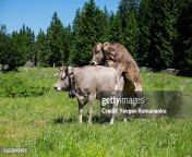 two young cow calf mating on pasture in switzerland jpgs170667awgik20cvebv w6jja nwsouju7w6pam2b0cucfiwpcwxdrcspa from cow‏ ‏sex