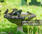 littlebourne kent england uk 25 march 2022 male common blackbird and house sparrows on bird jpgs170667awgik20c2pqhcjwsnyxoorrqvw2 flib2u fi5gmam8koqfxyja from lan pr bath