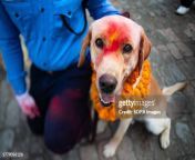 a nepalese police force dog seen decorated with color and flower garlands by its handler jpgs612x612wgik20cqnllnbo5un4rf8vbqsz21uylgmeyltg7z4cpwsl4o from kukur s