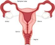 female reproductive system 142058.jpg from female reproductive systems sex timegla shapla kata laga