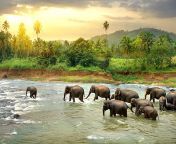 elephants in river jpgs612x612w0k20cpd0 eiku1knuvrwvjrqfik8t afqsk6vnxnuzlfgvh4 from sri lanka kellange huththa potos
