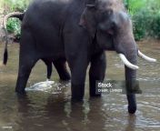 view of male elephant urinating in river in thailand southeast asia jpgs1024x1024wisk20ccosh5a5drg7fjomb5dce6ia2ngvyoanpa9rn9hkd0 from elpant se