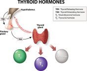 thyroid hormones jpgs612x612w0k20cs3vaarf hwrcyvnruoggeoz0r4ab nqogfi8 sraxfg from hormones jpg