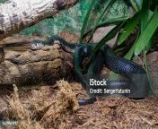 forest cobra commonly called black cobra seen in biopark zoo albuquerque new mexico usa jpgs170667awisk20cpykuqkl10hncva3ygbgpkqysfp36jyaupetwxsuvc2g from belak kobra